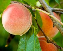 Group-Peach-B.jpg