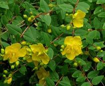 Hypericum-B.jpg