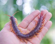 Insect-S.jpg