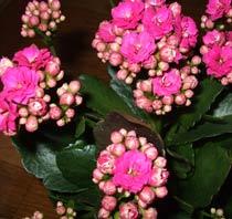 Kalanchoe-B.jpg