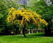Laburnum-B.jpg