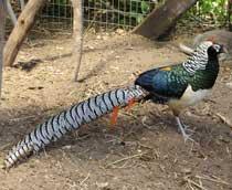 Lady-Amhersts-Pheasant-B.jpg