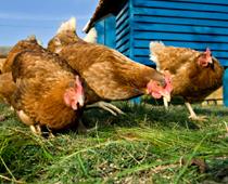 Letters-Chicken-B.jpg