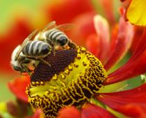 Lots-Bee-B.jpg