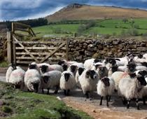 Lots-Sheep-B.jpg