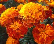 Marigold-B.jpg