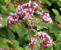 Marjoram-B.jpg