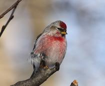 Mealy-Redpoll-B.jpg