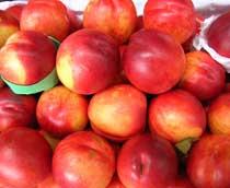 Nectarine-B.jpg