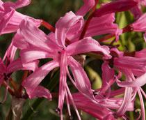 Nerine-B.jpg