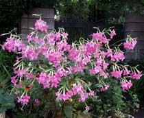 Nicotiana-B.jpg