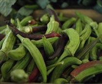 Okra-B.jpg