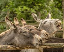 Ours-Ears-B.jpg