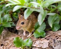 Over-Mouse-B.jpg