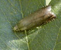 Pea-moth-B.jpg