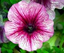 Petunia-B.jpg