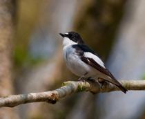 Pied-Flycatcher-B.jpg