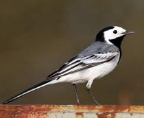 Pied-Wagtail-B.jpg