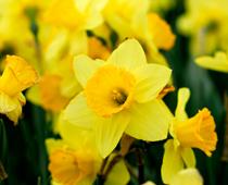Plants-3-s.jpg