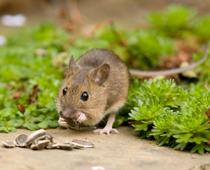 Poet-Mouse-B.jpg