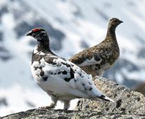 Ptarmigan-B.jpg