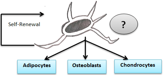 Questiontissue-engineering-questions-answers5.jpg