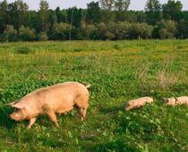 Raffle-pig-B.jpg
