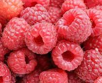 Raspberry-B.jpg