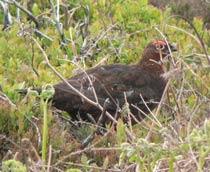 Red-Grouse-B.jpg