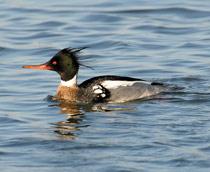 Red-breasted-Merganser-B.jpg