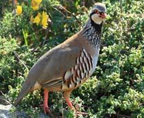 Red-legged-Partridge-B.jpg