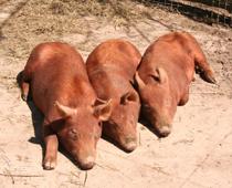 Remember-Pig-B.jpg