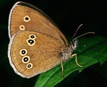 Ringlet-B.jpg