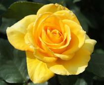 Rosa-B.jpg