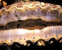 Scallop-B.jpg