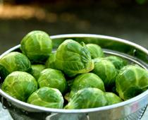 Scream-Sprout-B.jpg