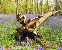Scream-Tree-B.jpg