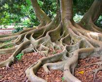 Trees-1-s.jpg