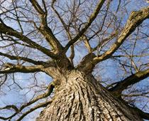 Trees-3-s.jpg