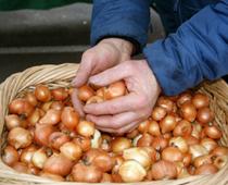 Veggie-shallot-B.jpg