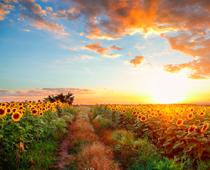 View-Sunflowers-B.jpg