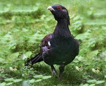 Western-Capercaillie-B.jpg