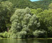White-Willow-B.jpg