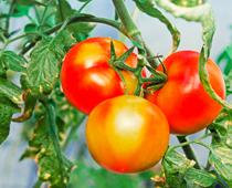 Whose-Plant-Will-Grow-Best-4-s.jpg