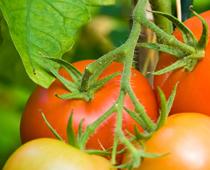 Whose-Plant-Will-Grow-Best-8-s.jpg