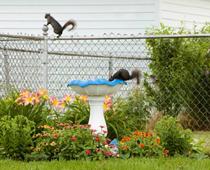 Yard-1-squirrel-B.jpg