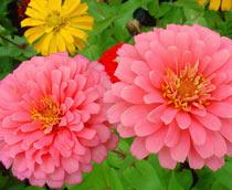Zinnia-B.jpg
