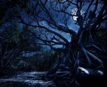 adj-forest-B.jpg