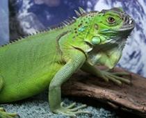 ai-iguana-B.jpg