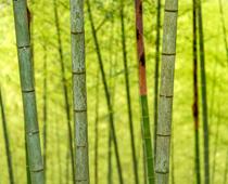 english-scream-bamboo-small.jpg